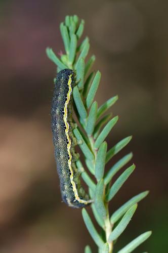Lacanobia blenna